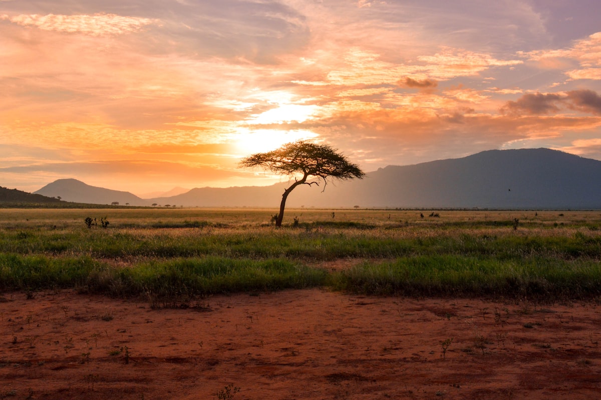 Savanna at sunset, Kenya