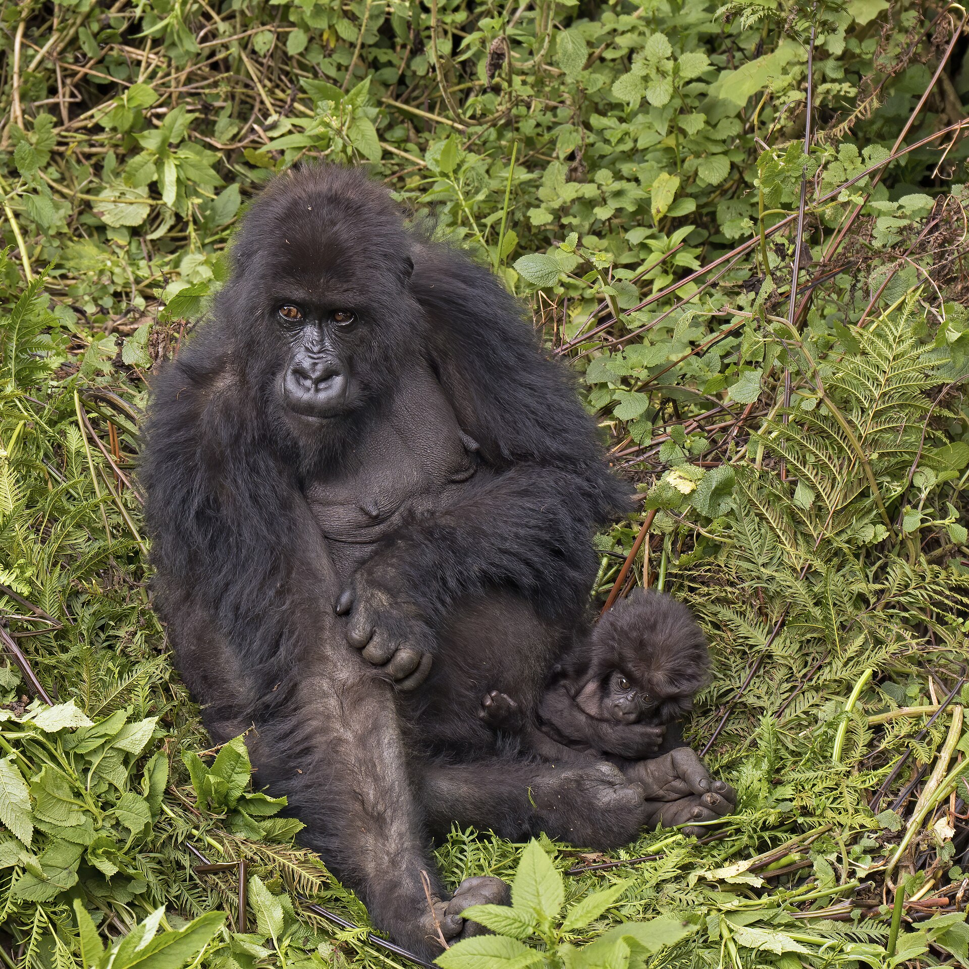Mountain gorilla mother and baby, Rwanda